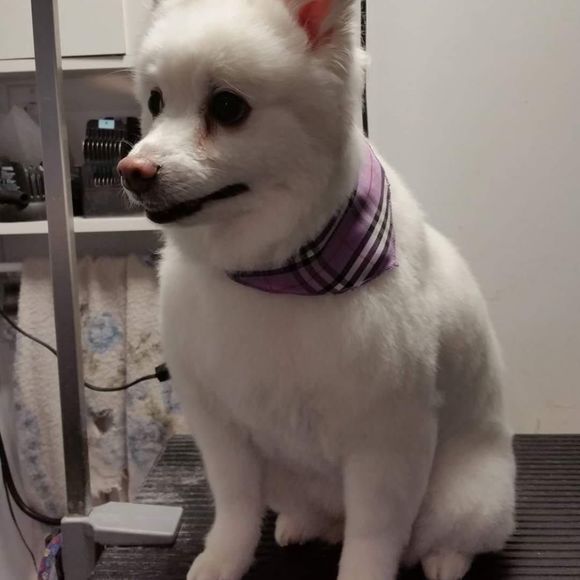 Meet your Posher, Jenny - Picture 1 of 1